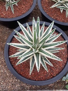 White Rhino Agave | eBay
