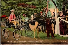 c1907 Ostrich Farm, buggy,  Jacksonville, FL, Oliver Jr, Batesville, IN, neat