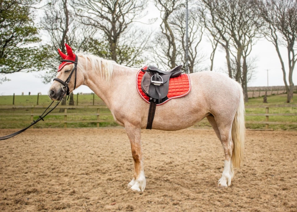 Conjunto de almofadas de sela de cavalo de luxo Matchy Matchy, almofada de sela de contato, véu de orelha, chapéu pom - Imagem 2 de 4