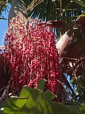 Archontophoenix cunninghamiana Piccabeen Bangalow HARDY KING PALM Seeds!