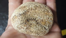 3.4 oz Agatized Sponge Coral Fossil Actinocoelia Meandrina Rock Lapidary