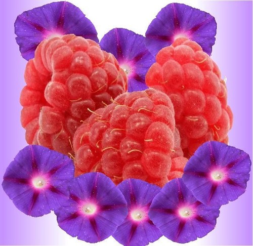Violeta de aceite de la fragancia de frambuesa 1/2 oz Botella de Perfume  Jabón de Vela haciendo | eBay