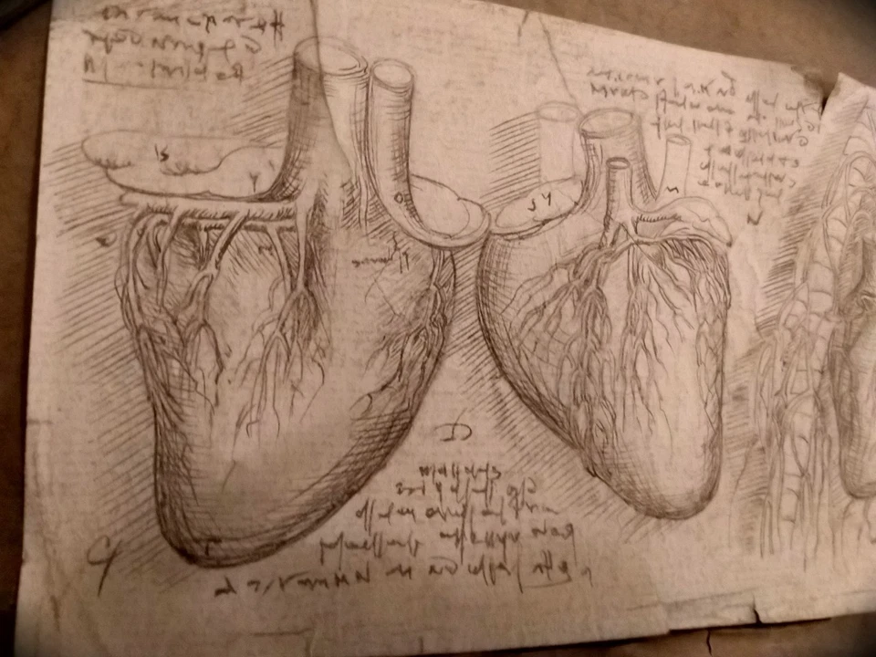 РЕДКИЙ анатомический этюд из Кодекса Леонардо МУЗЕЙНОЕ КАЧЕСТВО ОРИГИНАЛ - Изображение 2 из 4