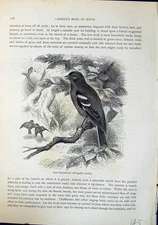 Antique Print Chaffinch Fringilla Caelebs Brehm Jones C1860 Cassell'S Birds