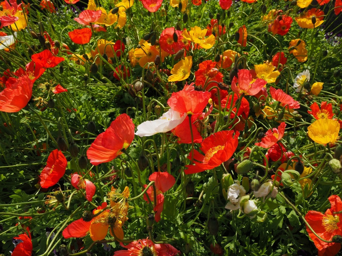 Iceland Poppy seeds annual - Perennial - wildflower Bright Color | eBay