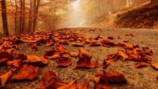 Landscape fall leaves path forest fallen outdoors Custom Gaming Mat Desk