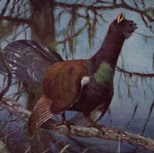 CAPERCAILLIE GROUSE - Large Bird Antique Print Chromolithograph 1900 w Video