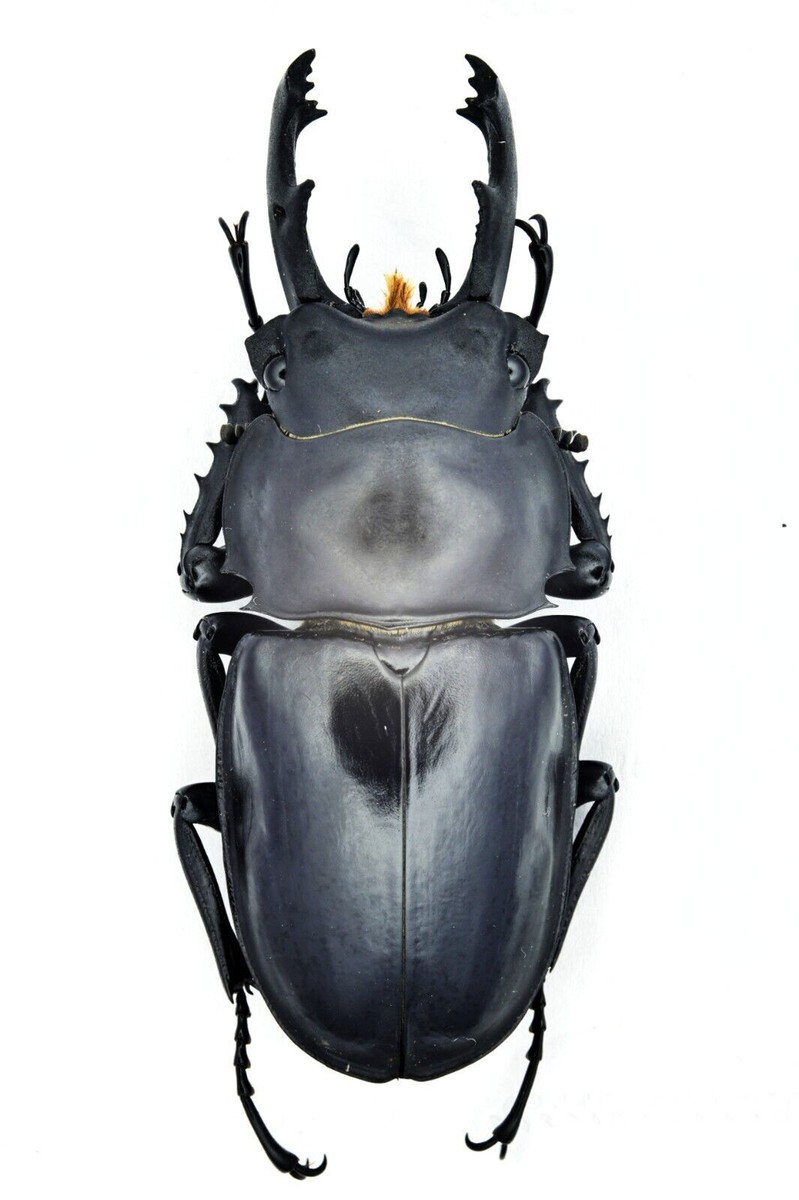 『lucaluna』 LuEP Lucanidae Neolucanus perarmatus goral Guangxi 73mm | eBay