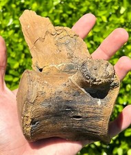 HUGE Fossil Tylosaurus Mosasaur Vertebrae QUALITY Texas Ozan Fm Dinosaur Bones