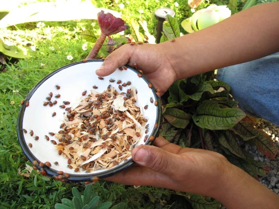 4500 Ladybugs Vivas para Jardín (3 X 1500) - Buenas Bichos - ¡Entrega en Vivo Garantizada! Foto 2 de 4