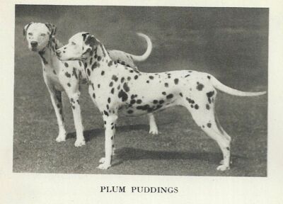 Dalmatian Pups ''P'' - CUSTOM MATTED - 1931 Vintage Dog Art Print 