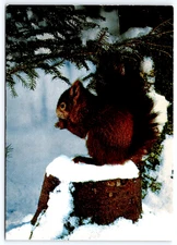 Squirrel on Snow Covered Tree Stump Eating Pine Nuts Wildlife Postcard UNP 4x6