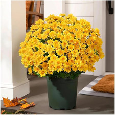 5PCS Funsdecor Artificial Sunset Mums