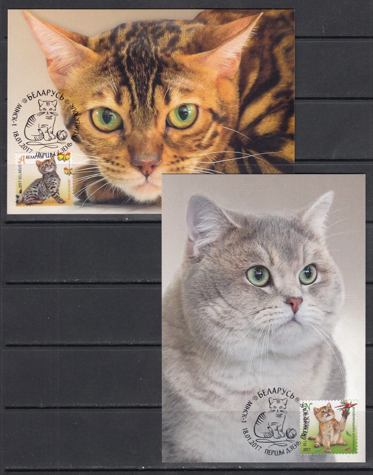 Cats Animals 2017 Belarus 4 v complete set  - 4 Maximum Card - Image 2 of 3