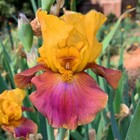 Tall bearded Iris rhizome "MEGABUCKS"  Chet Tompkins  1990  LAST ONE! — photo 1