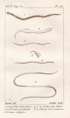 Roundworm Ascaris lumbricoides worms worm worm engraving copperplate Buffon