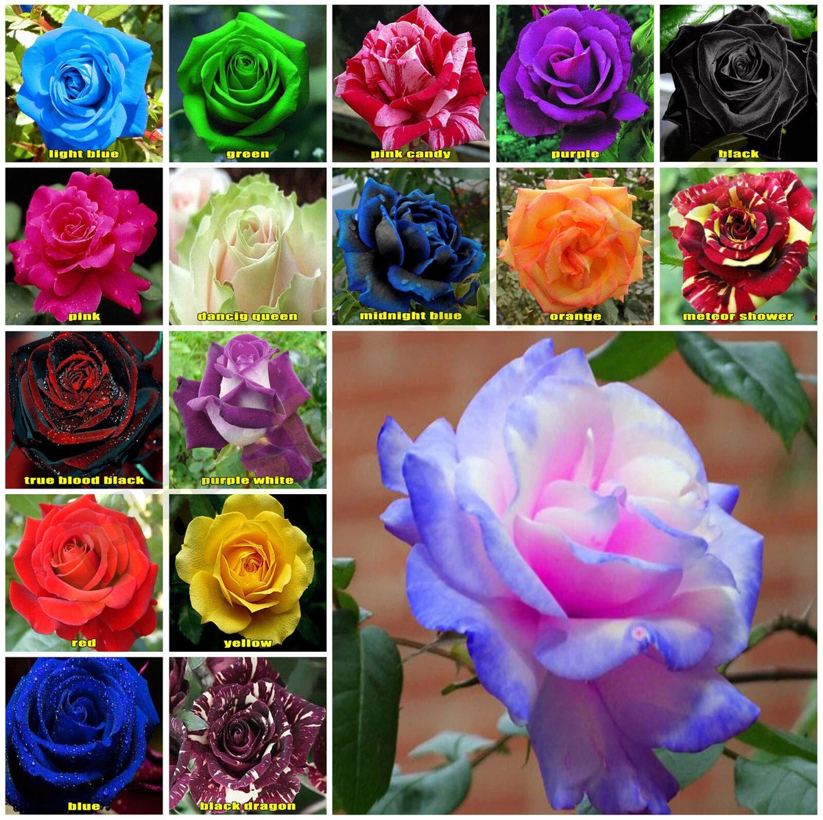 Daisy Garden Rare Blue Pink Roses Plant Seeds Balcony Garden Potted Rose  Flowers Yard Decor