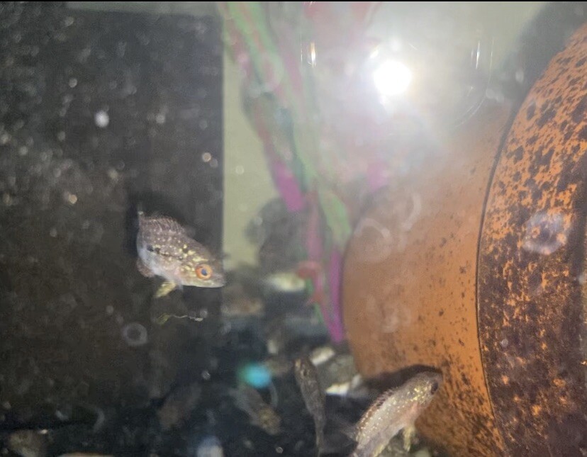 🔥🔥🔥🔥SALE* Flowerhorn Cichlid Gold base 12” Fry eBay