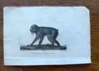19th century animal engraving - the mandrill primate 1825