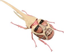 Attack on Titan Hercules Beetle Colossal Titan Specification Plastic Model