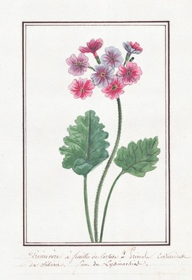Primel primrose Primula Botanik botany flower Aquarell watercolor drawing 1830