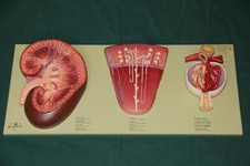 Somso-Plast&reg; LS9 LS4 LS6 LS7 Kidney Nephron and Renal Corpuscle Niere Nephron