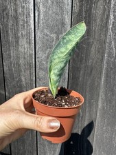 Sansevieria Masoniana Victoria Whale Fin Snake plant whalefin houseplant