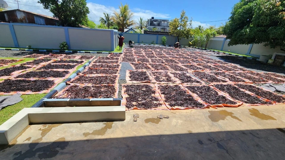 20  Best Quality Organic Certified Madagascan Bourbon Organic vanilla. GRADE A.  - Image 3 of 4