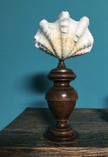 Wunderkammer, conchiglia, conchiglia, vongole, Memento Mori, raro! Unico!