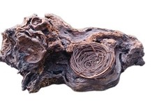 Natural Weathered Distressed Wood With Birdnest Appox 10" 6 5" Has A Clear Coat