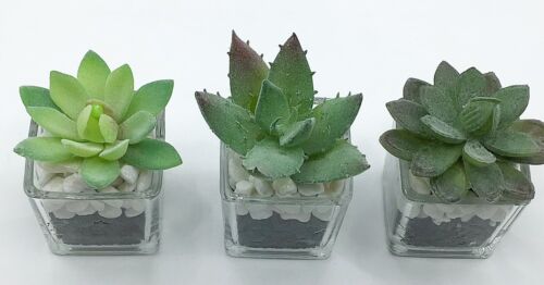 Mini plantes succulentes artificielles dans des pots en verre clair aspect humide - noir - Photo 1/6
