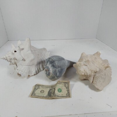 Conch Shells Lot of 3 7-9'' Length 3.5-5.5'' Height