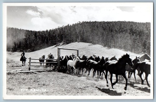 Sheridan Wyoming WY Postcard RPPC Photo The Remuda Horses Scene c1940's