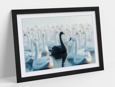 SCHWARZER SCHWAN IN EINEM TEICH AUS WEISSEN SCHWÄNEN - GERAHMTES WANDBILD POSTER PAPIERDRUCK