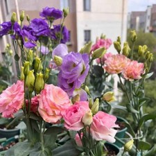 300 EXOTIC rare LISIANTHUS seeds for garden exotic flower plant seeds