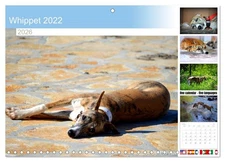 Whippet 2022 (Monthly Wall Calendar 2026 11.7 x 16.5 (open)), CALVENDO 14 Month 