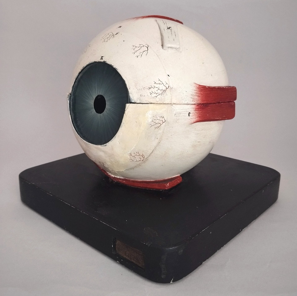 An 1880 antique anatomical eye model from Leipzig — a museum-worthy teaching specimen that is jaw-droppingly beautiful and bizarre on a shelf.