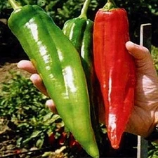 50+ BIG JIM PEPPER SEEDS --- HUGE --- HOT ------------------ HEIRLOOM
