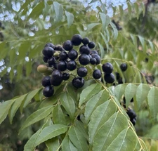 100  Curry leaf plant seeds