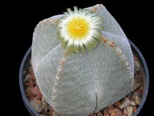 Astrophytum Myriostigma v. Quadricostatum 5 Seeds  Free Shipping!