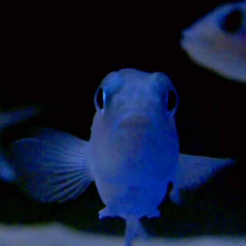 Альбом Powell On the Feet of a Wind (винил) 12 (ИМПОРТИРОВАН из Великобритании)