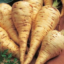 Pastinake - Parsnip - Tender and True - 50+ seeds - SWEET GIANT! R 022