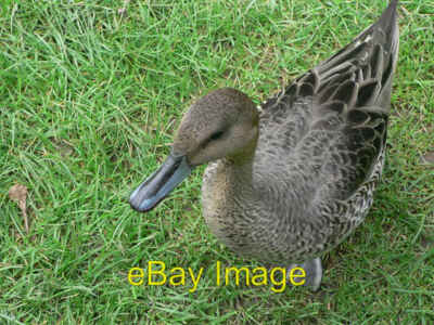 Foto 6x4 Pintail bei Canonteign Hennock Ich liebe seinen zweifarbigen Schnabel. c2007