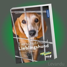 Tierschutzhund Lieblingshund | eingewöhnen, erziehen - Tiere suchen ein Zuhause