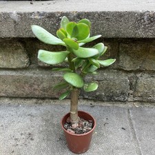 15+cm Jade Money Plant Trees Crassula Ovata Small Pot Rooted Healthy Green UKG