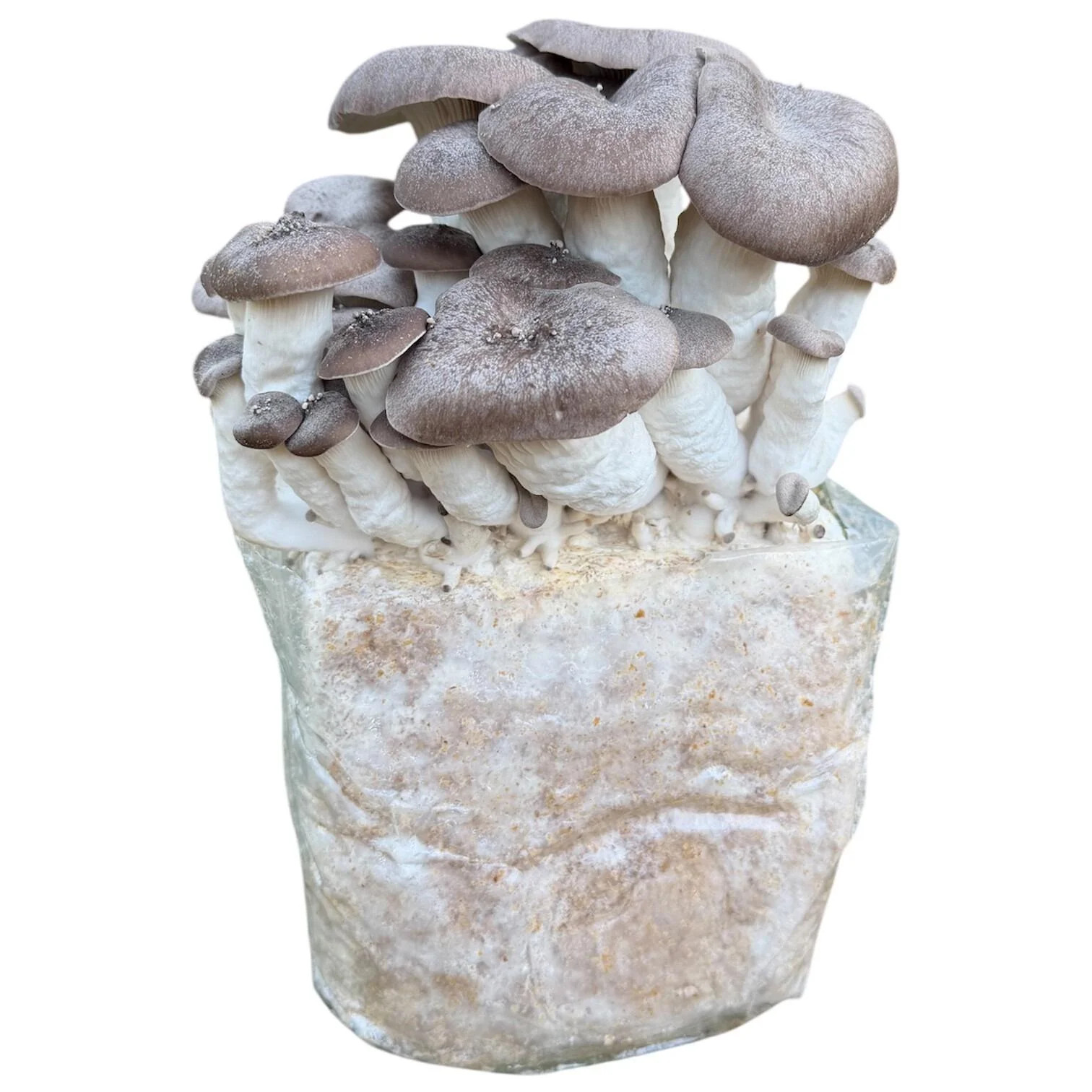 Ready Growing Black Pearl Oyster Mushroom Growing Kit