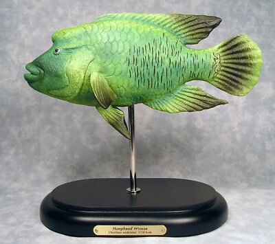 Napoleon Fish (Humphead Wrasse) - Scale Model Resin Figurine on