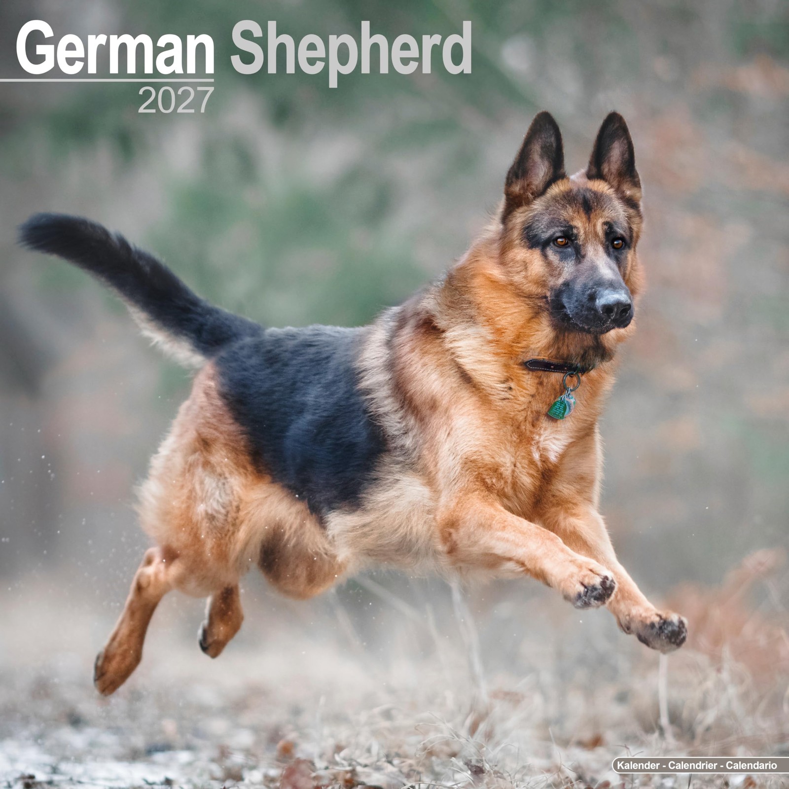 German Shepherds Wall by AVONSIDE PUBLISHING (Calendar) - Image 3