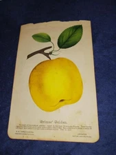 Grimes' golden Apple page from D. M. Dewey Colored From Nature Series 1876