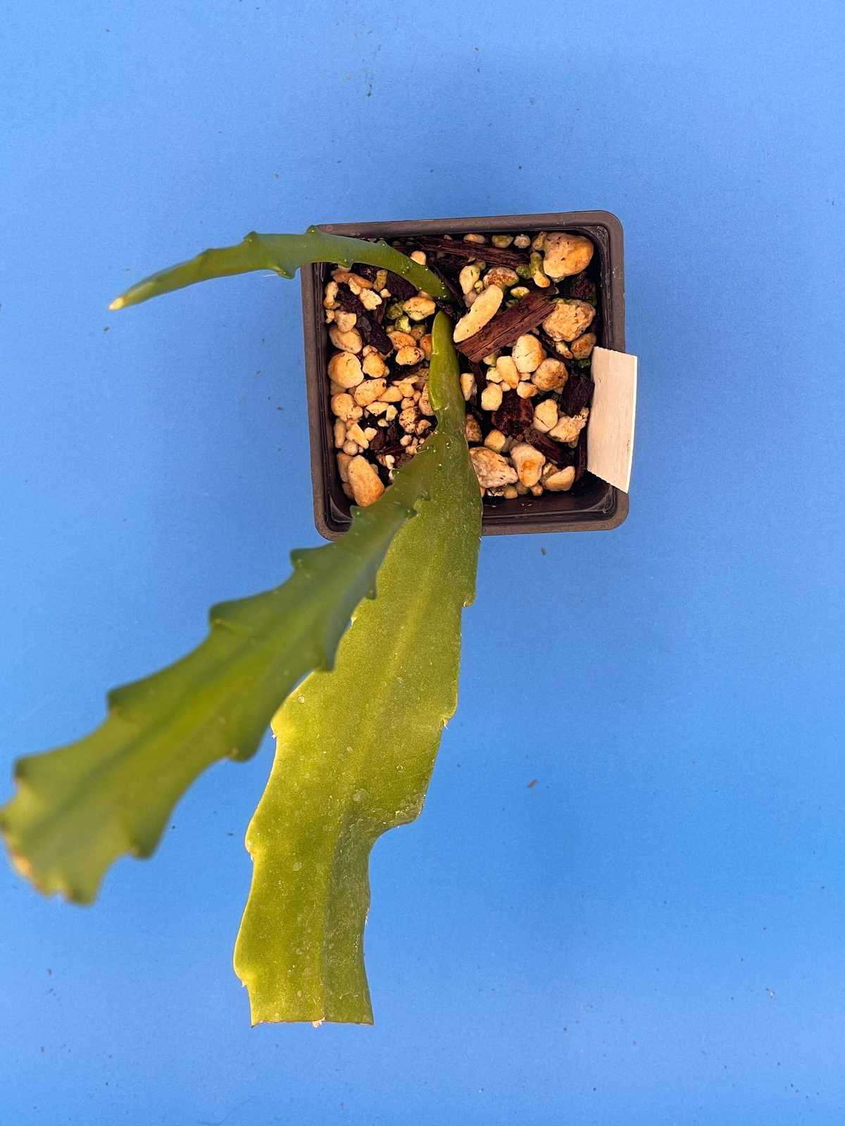 Epiphyllum Hybrid 'Bertha Talbot Loose' Fully-Rooted Starter Pot